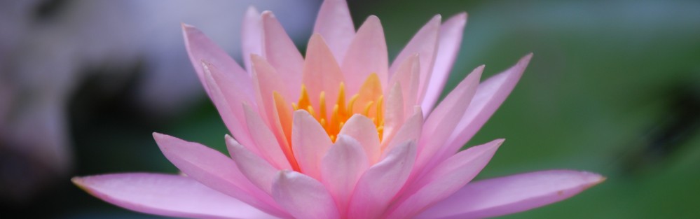 Waterlily Photography